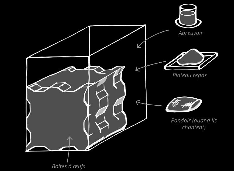Élevage de grillons